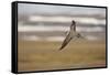 Long Tailed Skua (Stercorarius Longicaudus) in Flight, Thingeyjarsyslur, Iceland, June 2009-Bergmann-Framed Stretched Canvas