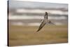 Long Tailed Skua (Stercorarius Longicaudus) in Flight, Thingeyjarsyslur, Iceland, June 2009-Bergmann-Stretched Canvas