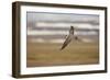 Long Tailed Skua (Stercorarius Longicaudus) in Flight, Thingeyjarsyslur, Iceland, June 2009-Bergmann-Framed Photographic Print