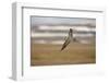 Long Tailed Skua (Stercorarius Longicaudus) in Flight, Thingeyjarsyslur, Iceland, June 2009-Bergmann-Framed Photographic Print