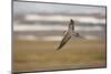 Long Tailed Skua (Stercorarius Longicaudus) in Flight, Thingeyjarsyslur, Iceland, June 2009-Bergmann-Mounted Photographic Print