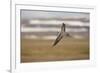 Long Tailed Skua (Stercorarius Longicaudus) in Flight, Thingeyjarsyslur, Iceland, June 2009-Bergmann-Framed Photographic Print