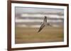 Long Tailed Skua (Stercorarius Longicaudus) in Flight, Thingeyjarsyslur, Iceland, June 2009-Bergmann-Framed Photographic Print