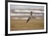 Long Tailed Skua (Stercorarius Longicaudus) in Flight, Thingeyjarsyslur, Iceland, June 2009-Bergmann-Framed Photographic Print