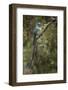 Long-tailed sylph, Ecuador.-Adam Jones-Framed Photographic Print