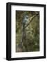 Long-tailed sylph, Ecuador.-Adam Jones-Framed Photographic Print