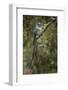 Long-tailed sylph, Ecuador.-Adam Jones-Framed Photographic Print