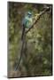 Long-tailed sylph, Ecuador.-Adam Jones-Mounted Photographic Print