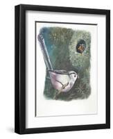 Long-Tailed Tit Aegithalos Caudatus Bringing Food to Young in Nest-null-Framed Giclee Print