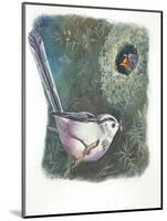 Long-Tailed Tit Aegithalos Caudatus Bringing Food to Young in Nest-null-Mounted Giclee Print