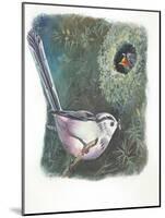 Long-Tailed Tit Aegithalos Caudatus Bringing Food to Young in Nest-null-Mounted Giclee Print