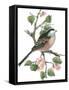 Long Tailed Tit and Cherry Blossom-Nell Hill-Framed Stretched Canvas