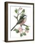 Long Tailed Tit and Cherry Blossom-Nell Hill-Framed Giclee Print