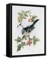 Long-Tailed Tit and Rosehips-Nell Hill-Framed Stretched Canvas