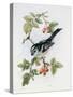 Long-Tailed Tit and Rosehips-Nell Hill-Stretched Canvas