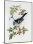 Long-Tailed Tit and Rosehips-Nell Hill-Mounted Giclee Print