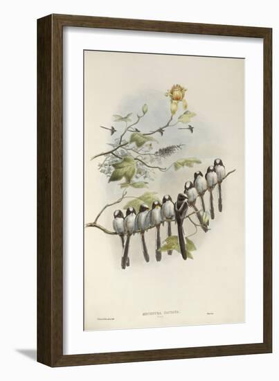 Long-Tailed Tit (Young)-John Gould-Framed Giclee Print