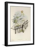 Long-Tailed Tit (Young)-John Gould-Framed Giclee Print