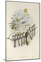 Long-Tailed Tit (Young)-John Gould-Mounted Giclee Print