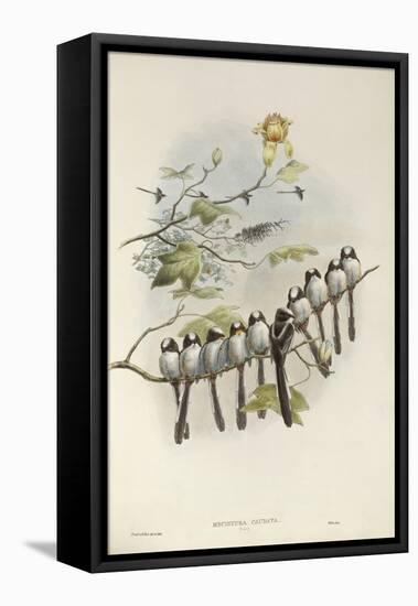 Long-Tailed Tit (Young)-John Gould-Framed Stretched Canvas