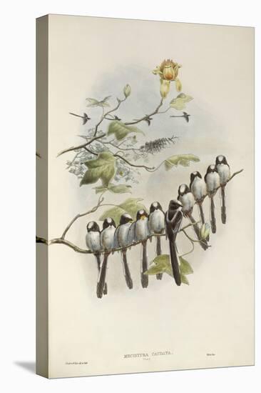 Long-Tailed Tit (Young)-John Gould-Stretched Canvas