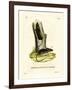 Long-Tailed Tree Mouse-null-Framed Giclee Print