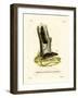 Long-Tailed Tree Mouse-null-Framed Giclee Print