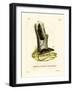 Long-Tailed Tree Mouse-null-Framed Giclee Print