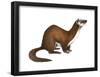 Long-Tailed Weasel (Mustela Frenata), Mammals-Encyclopaedia Britannica-Framed Poster