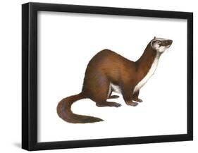 Long-Tailed Weasel (Mustela Frenata), Mammals-Encyclopaedia Britannica-Framed Poster