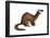 Long-Tailed Weasel (Mustela Frenata), Mammals-Encyclopaedia Britannica-Framed Poster