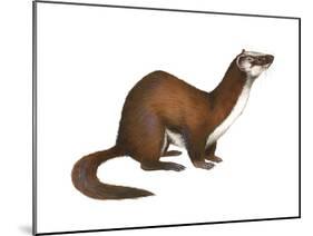 Long-Tailed Weasel (Mustela Frenata), Mammals-Encyclopaedia Britannica-Mounted Poster