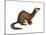 Long-Tailed Weasel (Mustela Frenata), Mammals-Encyclopaedia Britannica-Mounted Poster