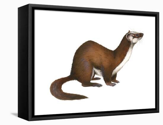 Long-Tailed Weasel (Mustela Frenata), Mammals-Encyclopaedia Britannica-Framed Stretched Canvas