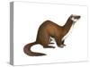 Long-Tailed Weasel (Mustela Frenata), Mammals-Encyclopaedia Britannica-Stretched Canvas