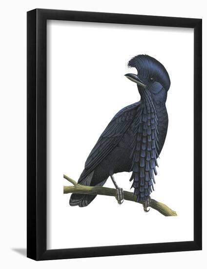 Long-Wattled Umbrellabird (Cephalopterus Penduliger), Birds-Encyclopaedia Britannica-Framed Poster