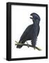 Long-Wattled Umbrellabird (Cephalopterus Penduliger), Birds-Encyclopaedia Britannica-Framed Poster