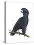 Long-Wattled Umbrellabird (Cephalopterus Penduliger), Birds-Encyclopaedia Britannica-Stretched Canvas