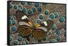 Long-Wing, Heliconius, Butterfly on Malayan Peacock-Pheasant Feathers-Darrell Gulin-Framed Stretched Canvas