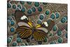 Long-Wing, Heliconius, Butterfly on Malayan Peacock-Pheasant Feathers-Darrell Gulin-Stretched Canvas