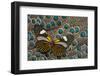 Long-Wing, Heliconius, Butterfly on Malayan Peacock-Pheasant Feathers-Darrell Gulin-Framed Photographic Print