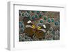 Long-Wing, Heliconius, Butterfly on Malayan Peacock-Pheasant Feathers-Darrell Gulin-Framed Photographic Print