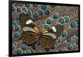 Long-Wing, Heliconius, Butterfly on Malayan Peacock-Pheasant Feathers-Darrell Gulin-Framed Photographic Print