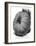 Long Yellow Pumpkin-null-Framed Art Print