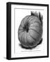 Long Yellow Pumpkin-null-Framed Art Print