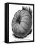 Long Yellow Pumpkin-null-Framed Stretched Canvas