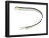 Longbarb Scaly Dragonfish (Stomias Longibarbatus), Deep Sea Fishes-Encyclopaedia Britannica-Framed Poster