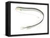 Longbarb Scaly Dragonfish (Stomias Longibarbatus), Deep Sea Fishes-Encyclopaedia Britannica-Framed Stretched Canvas