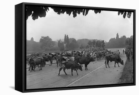 Longchamp Racecourse Transformed into a Cattle Enclosure, Near the Mill of Longchamp, Paris, 1914-Jacques Moreau-Framed Stretched Canvas