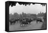 Longchamp Racecourse Transformed into a Cattle Enclosure, Near the Mill of Longchamp, Paris, 1914-Jacques Moreau-Framed Stretched Canvas